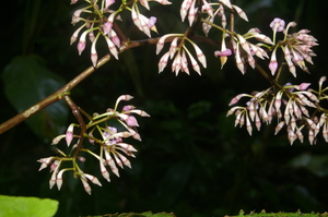 Ardisia auriculata voucher:nz-9101